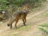 CoyoteWithLegBone102709_1048hrs